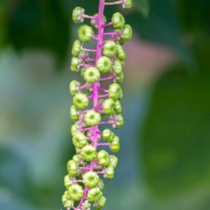 Detailed image of green berries growing on an American pokeweed stem with blurred foliage background.