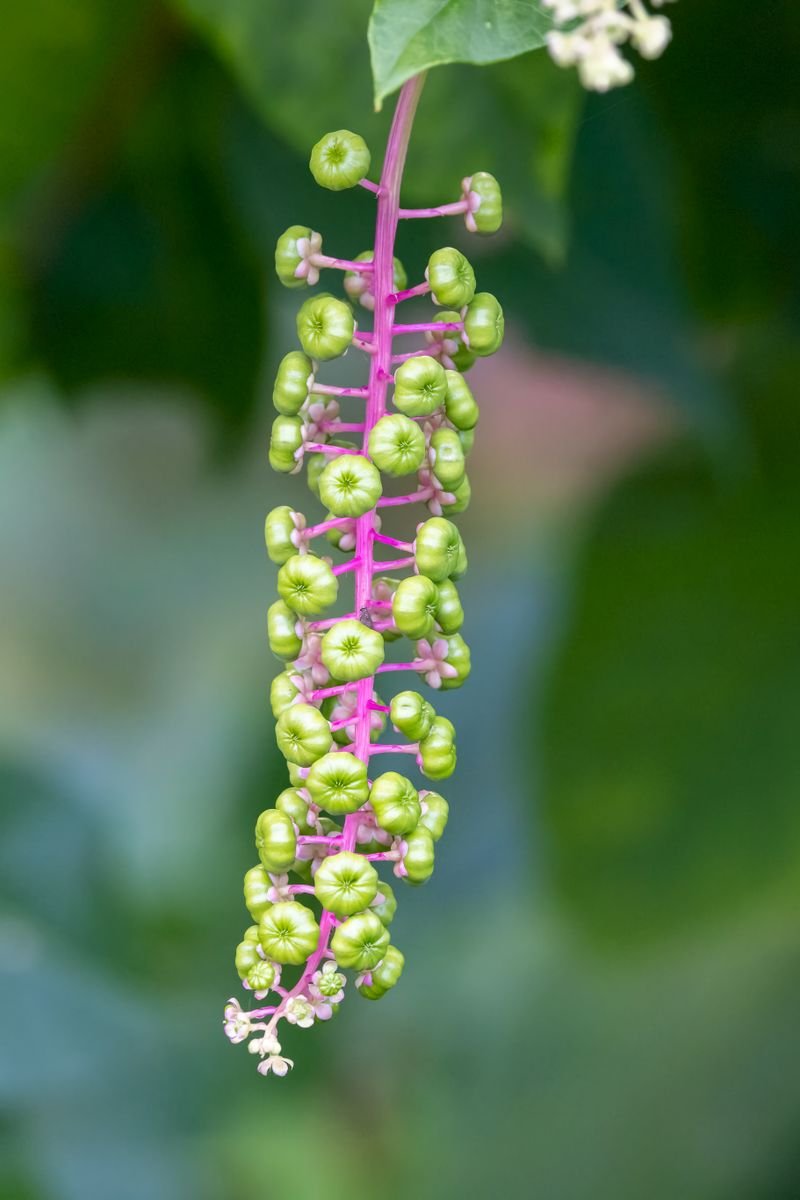 Detailed image of green berries growing on an American pokeweed stem with blurred foliage background.