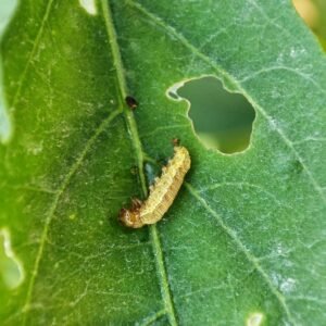 Caterpillar feeding on leaf with visible chew holes and damage