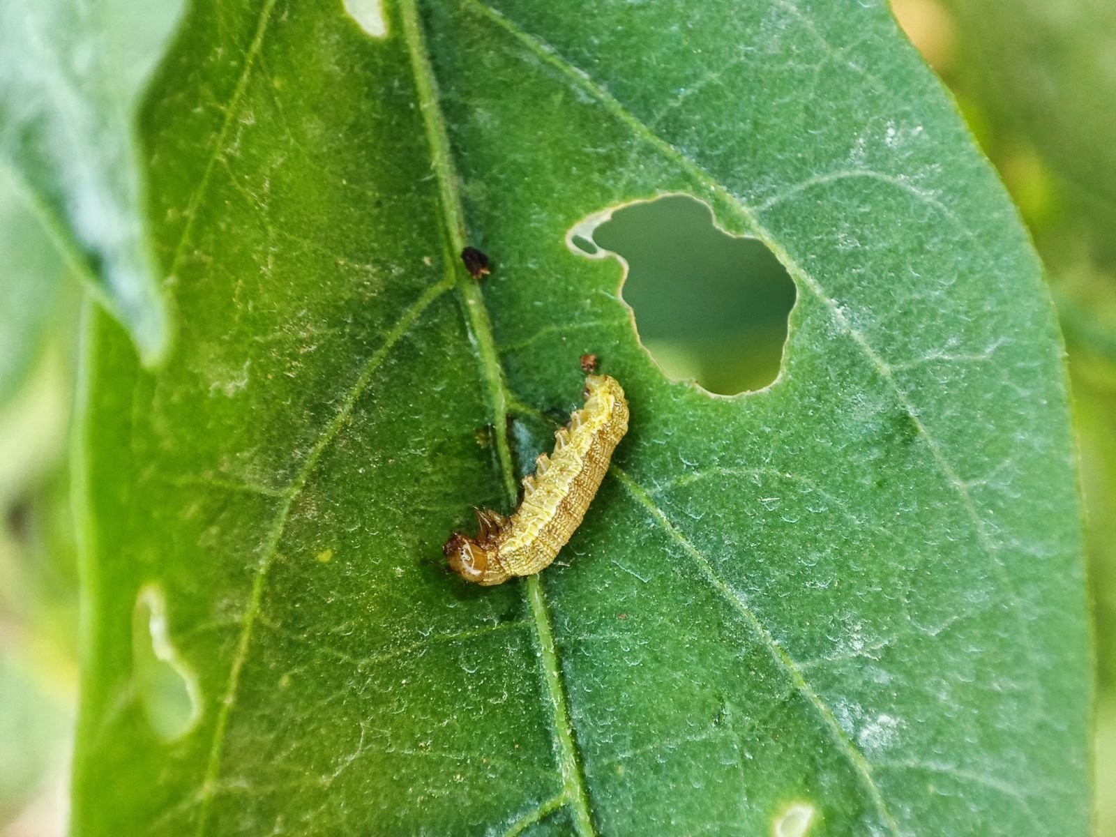 Caterpillar feeding on leaf with visible chew holes and damage