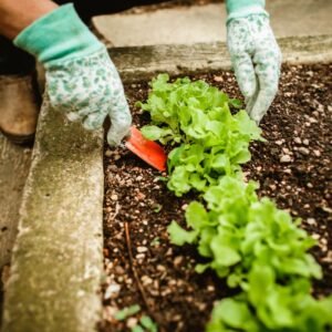 Gardener wearing gloves planting lettuce seedlings in raised garden bed soil