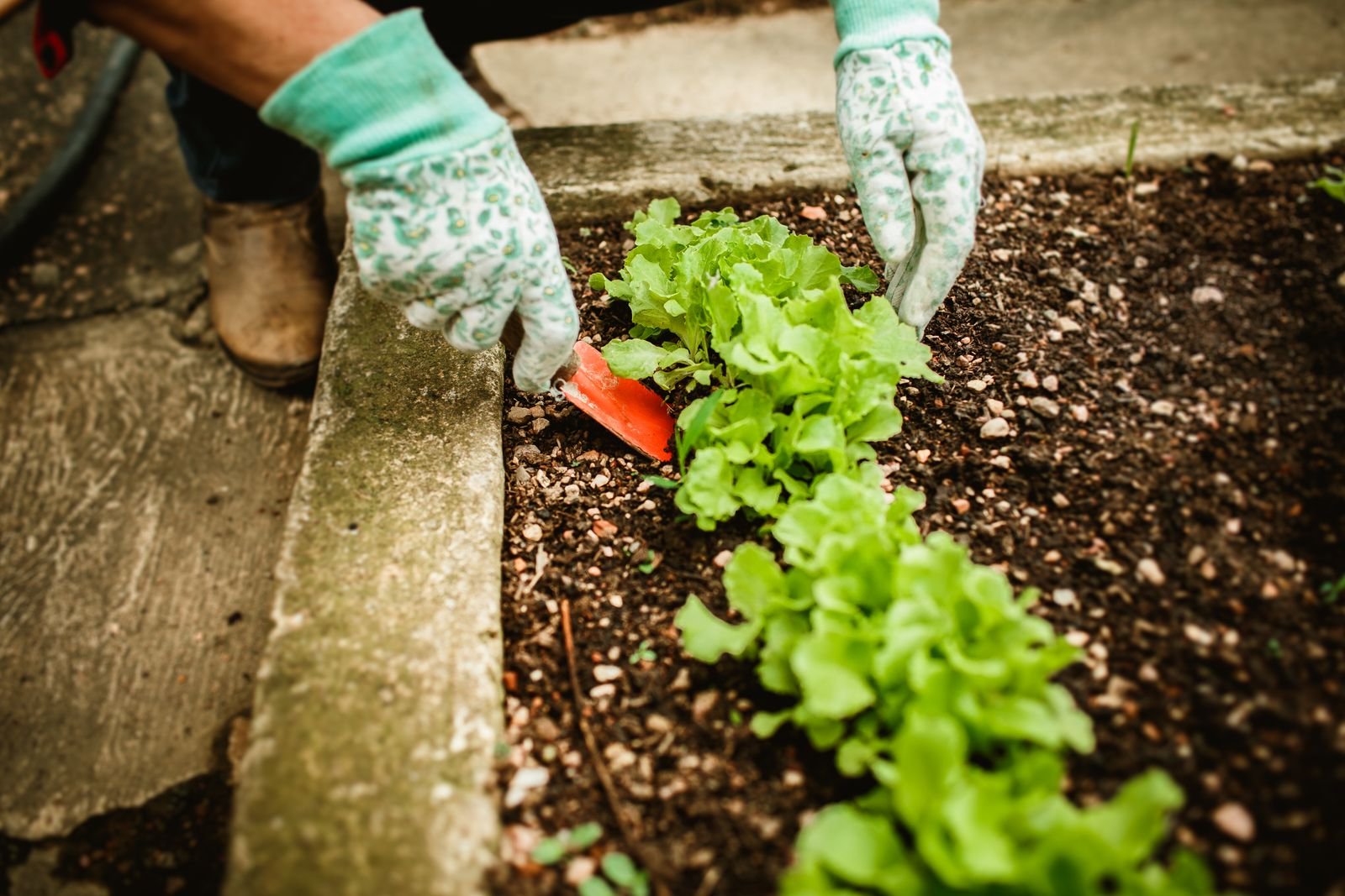 Gardener wearing gloves planting lettuce seedlings in raised garden bed soil