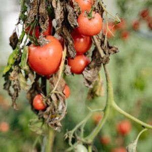 Wilted tomato plant with dried leaves and ripe fruit showing signs of plant stress