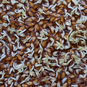 Wheat seeds sprouting during a germination test