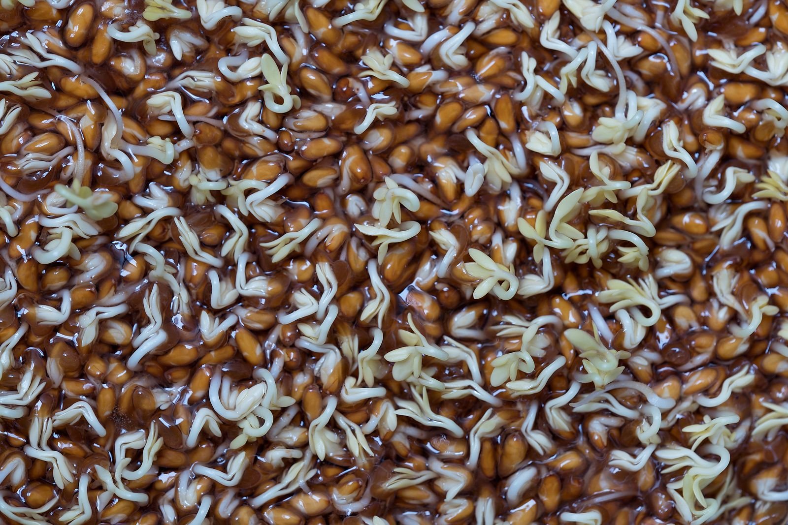 Wheat seeds sprouting during a germination test