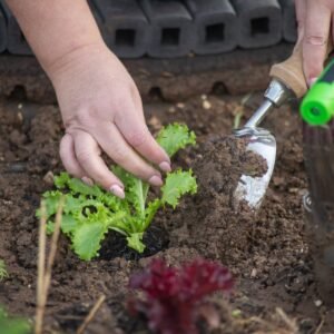 Gardener using a hand trowel to plant seedlings in garden soil