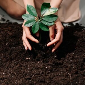 Hands planting a young seedling into rich dark soil