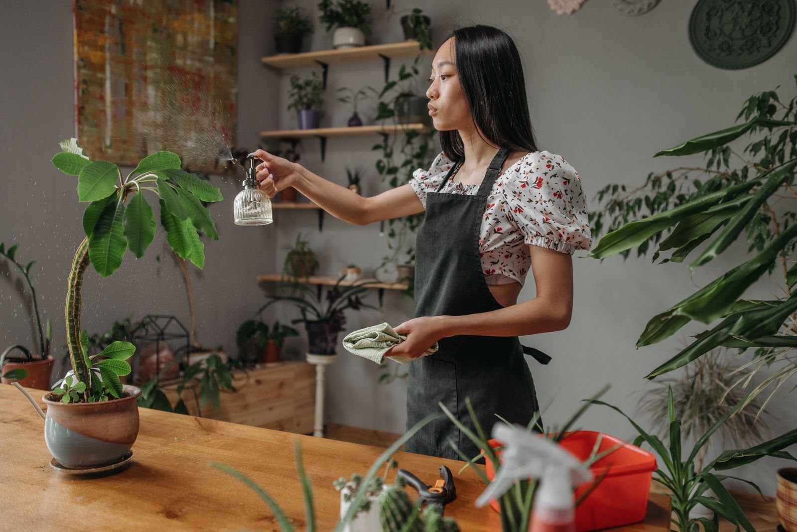 Woman spraying houseplants as part of routine pest care